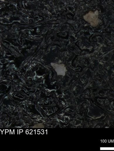 undet. Foraminiferida