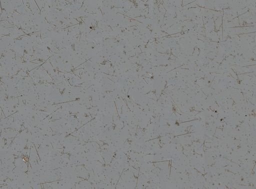 Callyspongia armigera
