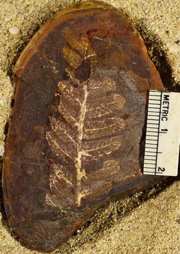 Pecopteris