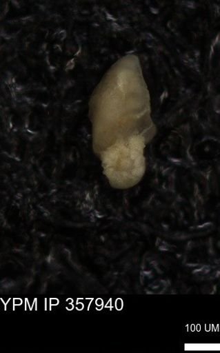 undet. Foraminiferida