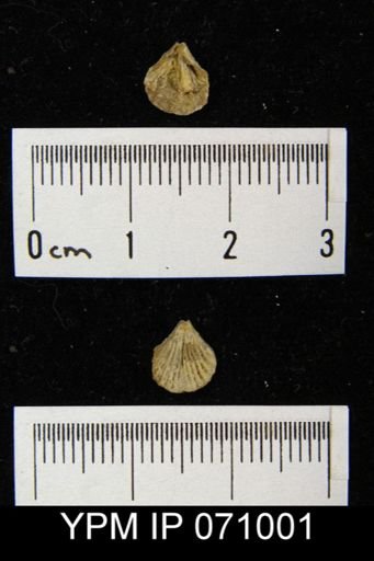 Homoeospira elongata