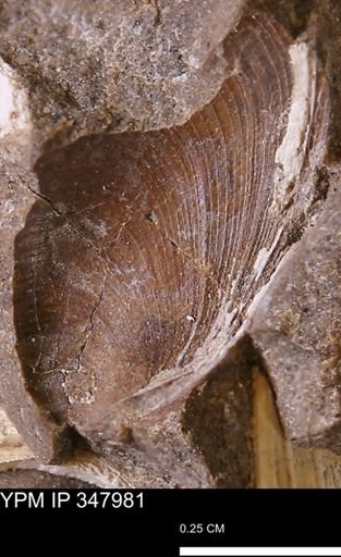 Limopsis striatopunctatus