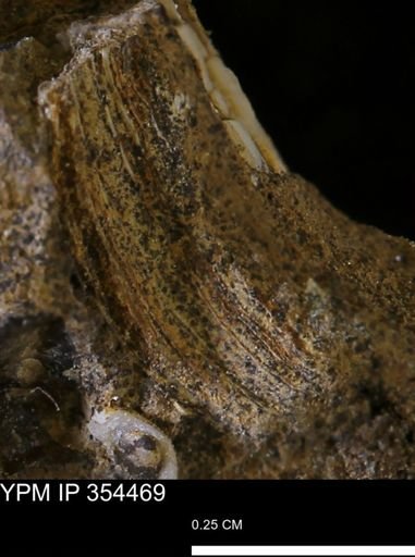 undet. Mollusca