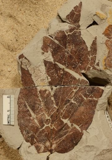 Leepierceia preartocarpoides