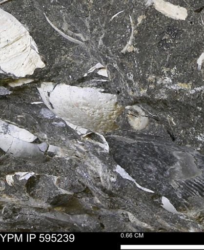 Protocardia sp.
