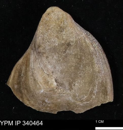 Ostrea glabra