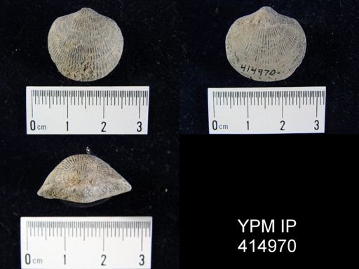 Atrypa sp.