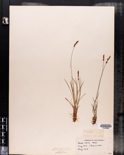 Carex emmonsii