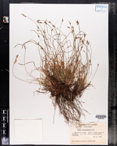 Carex pensylvanica