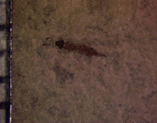 undet. Insecta