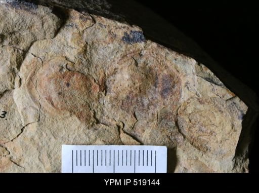 Microschedia sp.