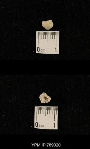 undet. Brachiopoda