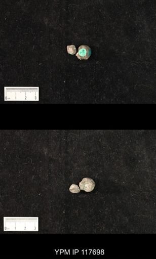 Hoxetopleura richensis