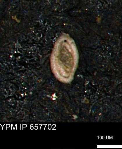 Spirolocammina subcircularis