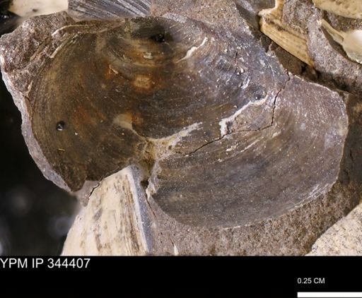 Limopsis striatopunctatus