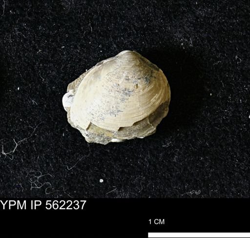 Limopsis striatopunctatus
