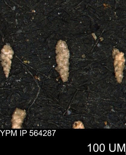Verneuilina canadensis