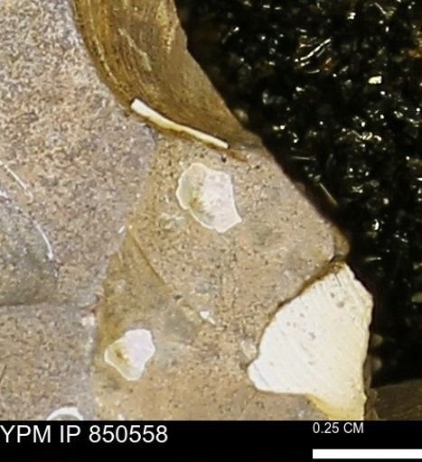 Limopsis striatopunctatus