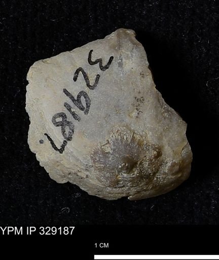 Pholidostrophia iowaensis