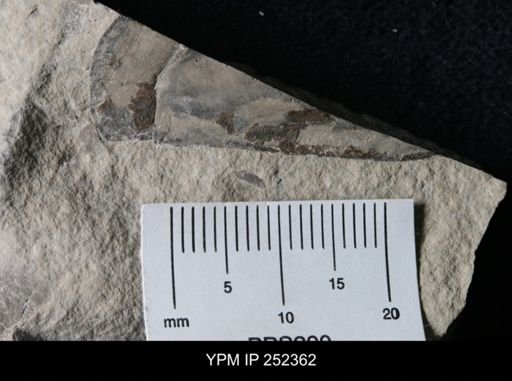 undet. Eurypterida
