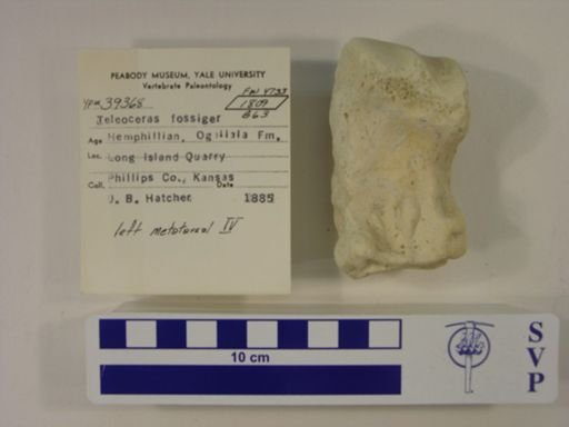 Teleoceras fossiger