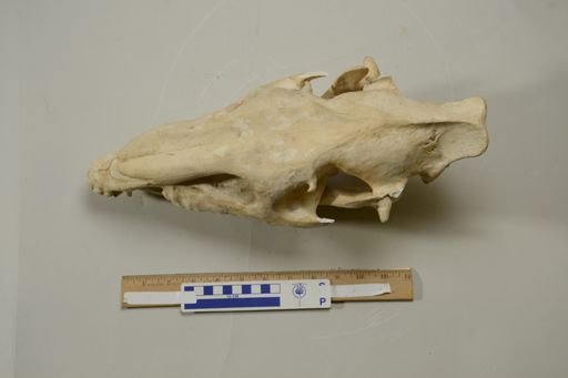Hypohippus equinus