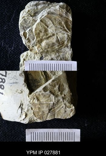 Etoblattina scudderi