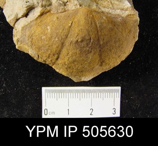 undet. Cyrtospiriferoidea