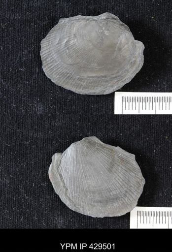 Pseudaviculopecten princeps