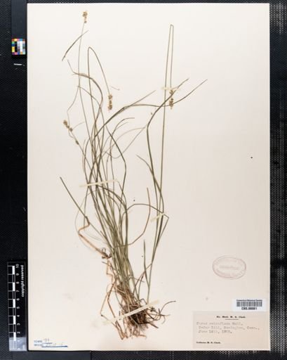 Carex retroflexa