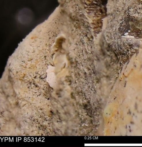 Limopsis striatopunctatus
