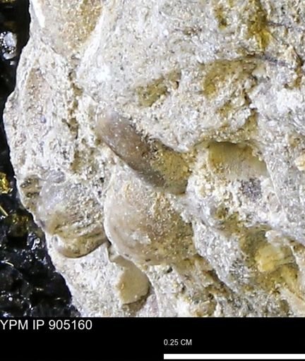 undet. Bivalvia