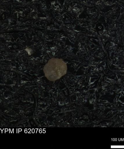 undet. Foraminiferida