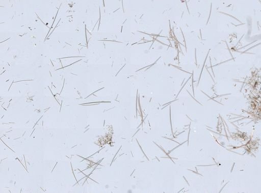 Halichondria (Eumastia) sp.