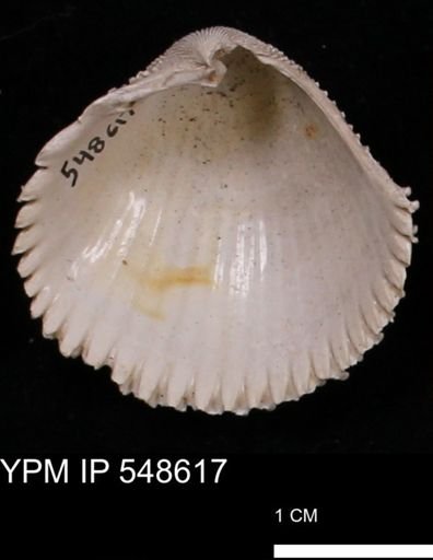 Trachycardium emmonsi