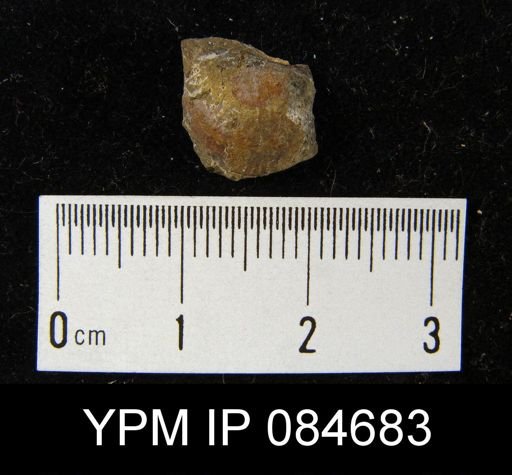 Pholidostrophia niagarensis