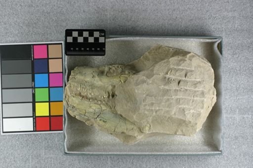 Eporeodon major