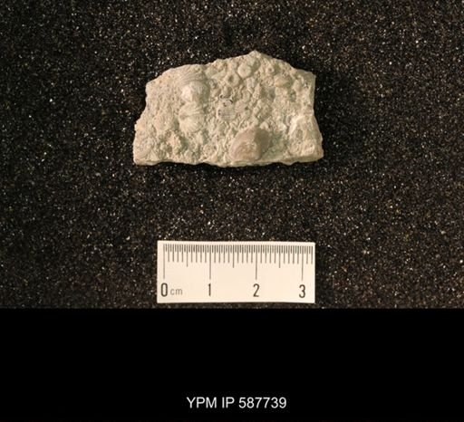 Brachyprion anticostiense