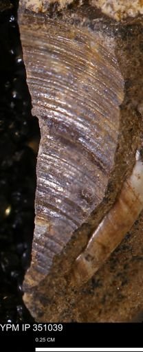 Limopsis striatopunctatus