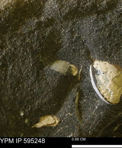 undet. Mollusca