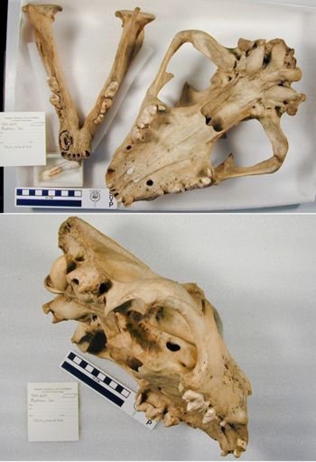 Panthera leo