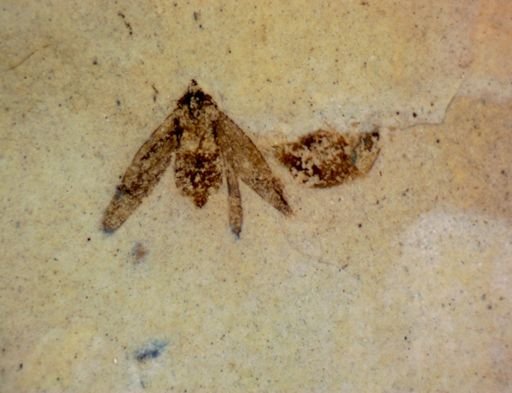 undet. Heteroptera
