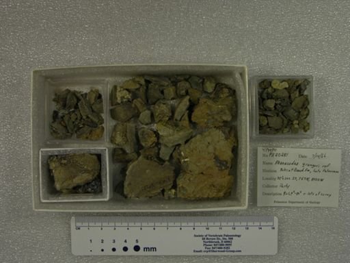 Phenacodus grangeri