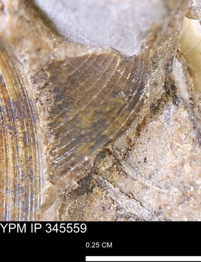 Limopsis striatopunctatus