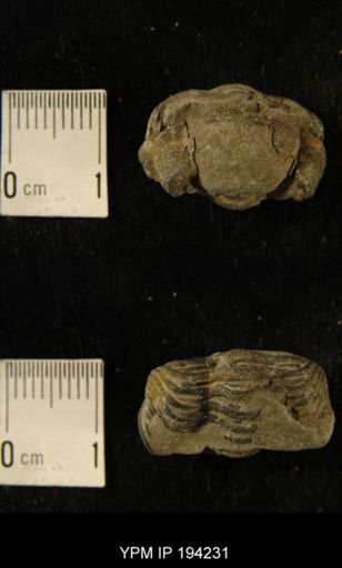Phacops rana