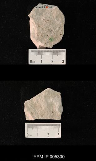 Estadia anomalum pentamera
