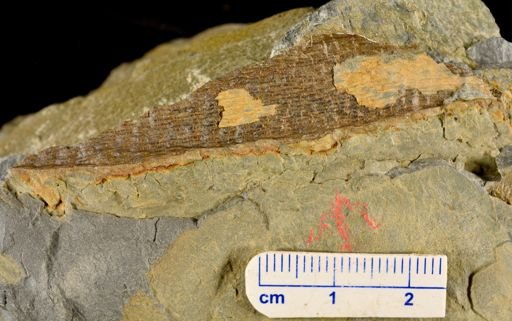Colpodexylon deatsii