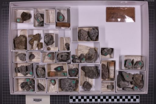 mixed taxa, stratigraphic collection