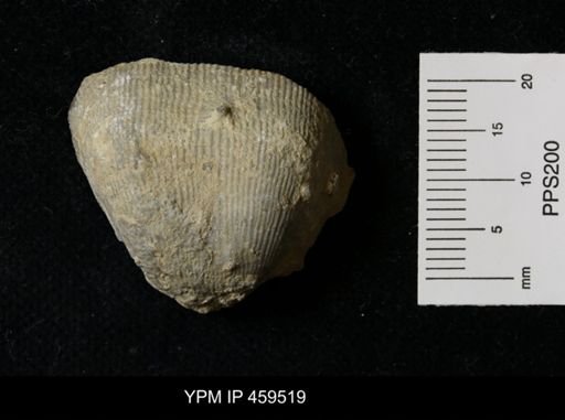 Linoproductus magnispinus