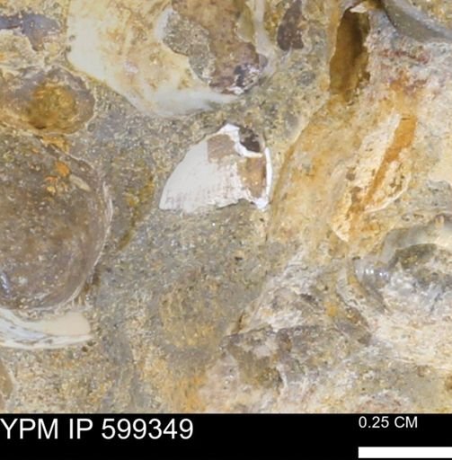 undet. Bivalvia